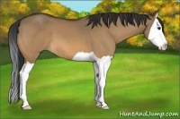 Horse Color:Bay Dun Splash
