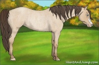 Horse Color:Amber Cream Champagne Roan Rabicano 