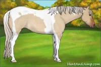 Horse Color:Silver Bay Roan Dun Tobiano