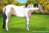 Horse Color:Brown Roan Dun Tobiano