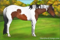 Horse Color:Brown Tobiano