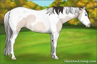 Horse Color:Sable Champagne Roan Dun Splash Tobiano