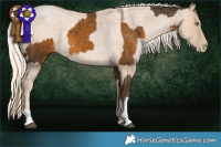Horse Color:Chocolate Palomino  and Palomino Roan Pearl 