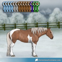 Horse Color:Silver Black Tobiano Rabicano 