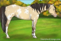 Horse Color:White Spotted Amber Champagne Dun