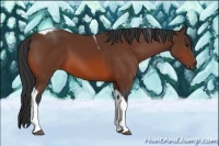 Horse Color:Unknown 