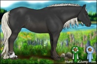 Horse Color:Liver Chestnut Sabino Rabicano