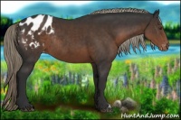 Horse Color:Liver Chestnut Appaloosa Rabicano 