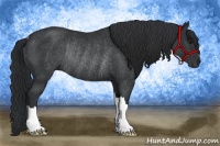 Horse Color:Black Rabicano 