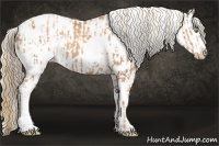 Horse Color:Gold Champagne Appaloosa  and Gold Champagne Appaloosa 