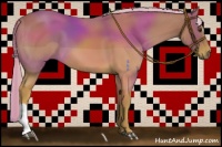 Horse Color:Palomino 