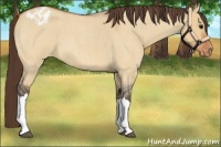 Horse Color:Bay Roan Dun Appaloosa 