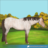 Horse Color:Amber Champagne Roan  Brindle