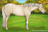 Horse Color:Palomino Roan Pearl  and Gray Palomino Roan Pearl 