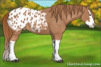 Horse Color:Chestnut Splash Appaloosa 