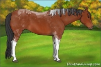 Horse Color:Bay Tobiano 