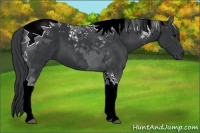 Horse Color:Black Tobiano 