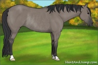 Horse Color:Grullo Rabicano 