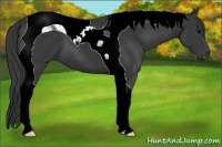 Horse Color:Black Tobiano 