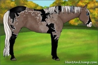 Horse Color:Silver Black Splash Tobiano 