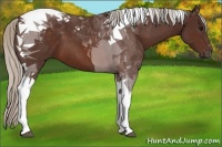 Horse Color:Silver Brown Tobiano 