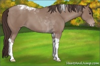 Horse Color:Classic Champagne Tobiano 