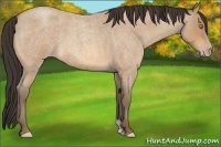 Horse Color:Amber Champagne Roan