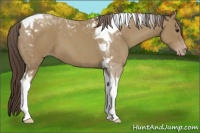 Horse Color:Classic Champagne Tobiano 