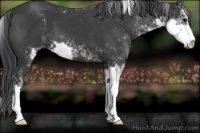 Horse Color:Black Sabino 