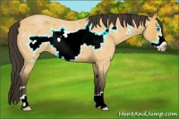 Horse Color:Buckskin Roan Frame 