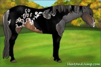 Horse Color:Brown Tobiano Appaloosa 