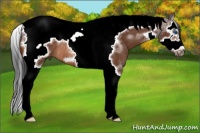 Horse Color:Brown Splash Tobiano Frame Rabicano