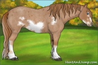 Horse Color:Red Roan Splash Frame