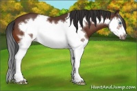 Horse Color:Bay Splash Frame 