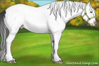 Horse Color:White Spotted Black Splash