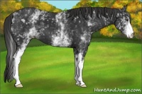 Horse Color:White Spotted Liver Chestnut 