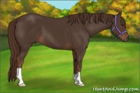 Horse Color:Liver Chestnut 