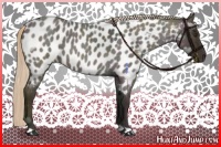 Horse Color:Midnight Palomino Ice Roan Near Leopard 