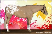 Horse Color:Palomino Appaloosa 
