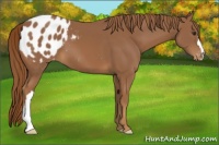 Horse Color:Chestnut Blanket 