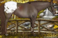 Horse Color:Liver Chestnut Snowcap 