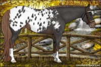 Horse Color:Liver Red Roan Appaloosa