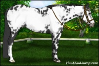 Horse Color:Black Frame Appaloosa 