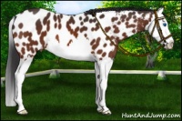 Horse Color:Bay Sabino Splash Appaloosa