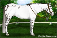 Horse Color:Liver Chestnut Frame Appaloosa 