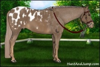 Horse Color:Chocolate Palomino Appaloosa