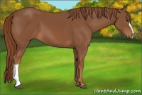 Horse Color:Chestnut 