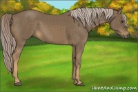 Horse Color:Chocolate Palomino 