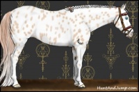 Horse Color:Buckskin Pearl Leopard 