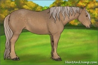 Horse Color:Chocolate Palomino 